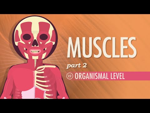 Mușchi, Partea 2 – Nivelul organismului: Curs intensiv Anatomie și fiziologie #22