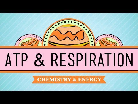ATP și respirație: curs intensiv de biologie #7