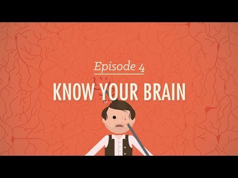 Întâlnește-ți maestrul – Cum să-ți cunoști creierul: curs intensiv de psihologie #4