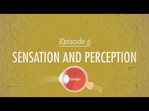 Senzație și percepție: curs intensiv de psihologie #5