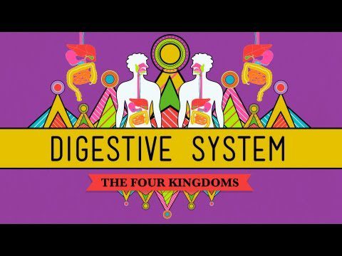 Sistemul digestiv: CrashCourse Biologie #28