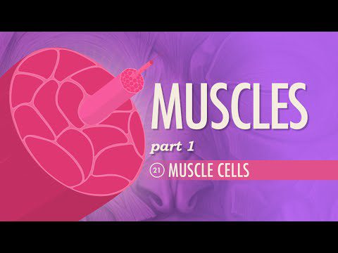Mușchi, partea 1 – Celulele musculare: Curs intensiv Anatomie și fiziologie #21