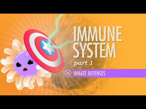 Sistemul imunitar, Partea 1: Curs intensiv Anatomie și fiziologie #45