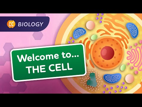 Un tur al celulei: curs intensiv de biologie #23