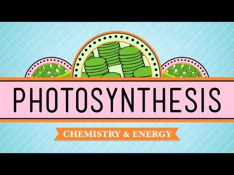 Fotosinteza: curs intensiv de biologie #8