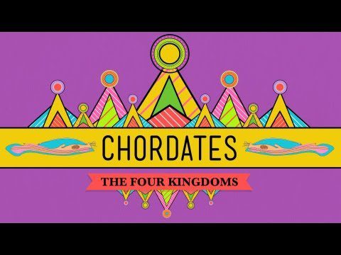 Chordates – CrashCourse Biology #24