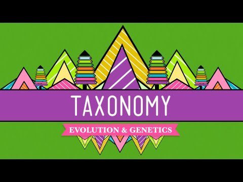 Taxonomie: Sistemul de evidență a vieții – Curs intensiv de biologie #19