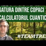 Legatura dintre copaci si calculatorul cuantic #TeamTrees